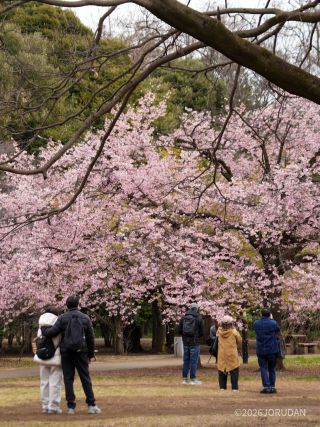 満開の大寒桜
