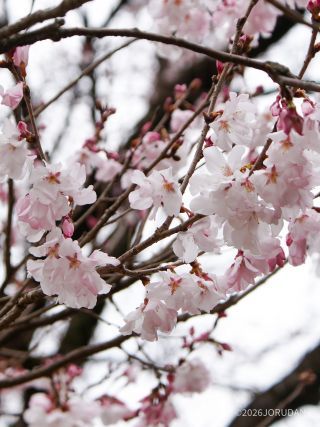 小彼岸桜 3月16日