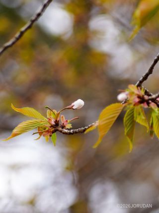 大島桜 鳥たちについばまれたのか、開花間近なつぼみが辺りにたくさん