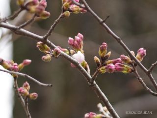 ボート池のソメイヨシノはあとひと息で開花
