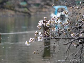 ボート池にてソメイヨシノの開花を確認