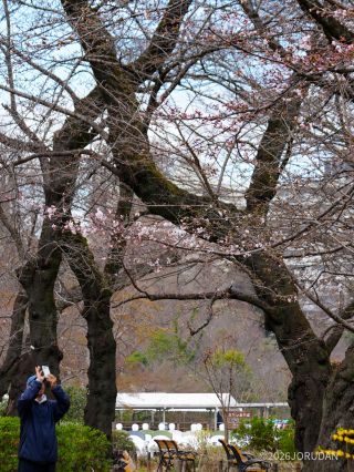 ボート乗り場近くが若干開花が早い印象