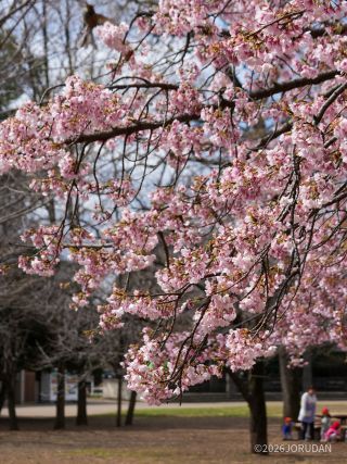 大島桜 少しずつ葉が目立ってきました