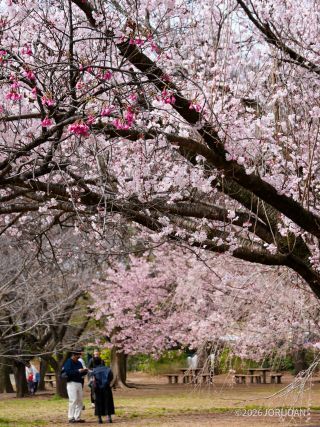 小彼岸桜は今が見ごろです
