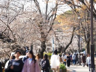 お花見客も増えてきた印象です