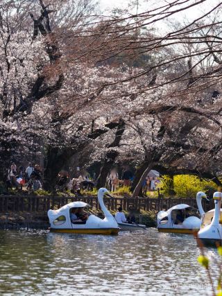 平日でもスワンボートがたくさん