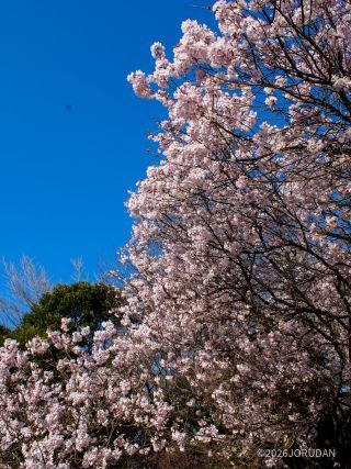 小彼岸桜はまだまだ見ごろです