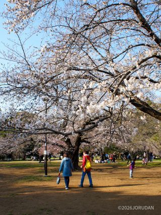 大島桜 ソメイヨシノも見頃に近づいています