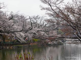 ボート池の桜はほぼ満開
