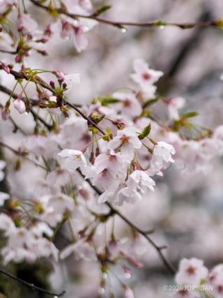 雨粒を抱える桜も見ごたえは充分