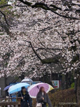 歩きながらのお花見もおすすめです