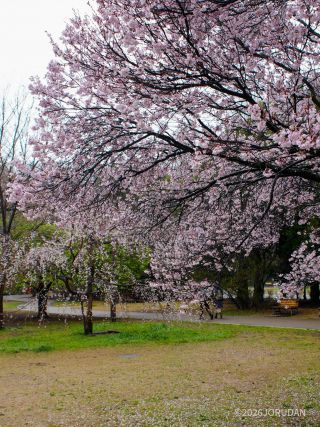 小彼岸桜はまだまだ見ごろです