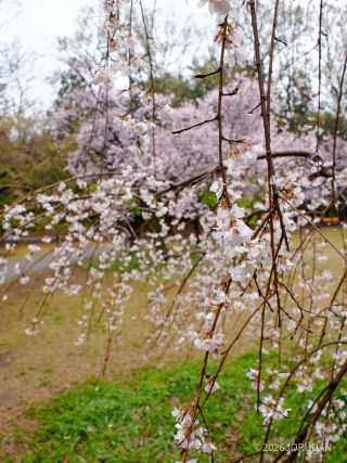 大島桜 しだれ桜も満開