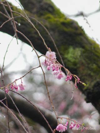 少し濃いピンクの「八重紅枝垂」