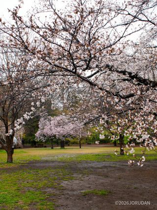 大島桜 西園でもソメイヨシノが楽しめます