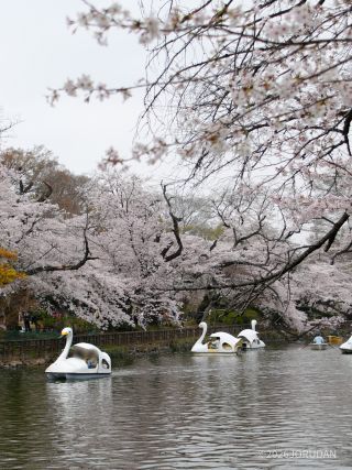 前回に引き続き桜は満開です①