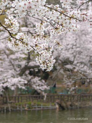 前回に引き続き桜は満開です②