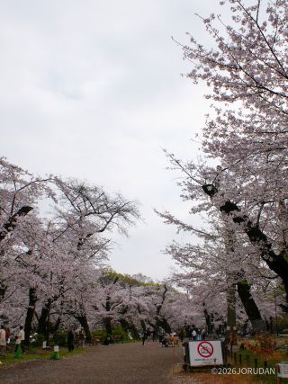 今週もお花見が楽しめそうです