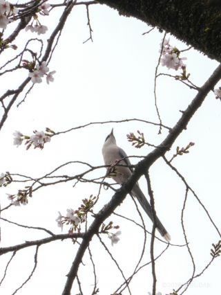 オナガが桜の木に出現