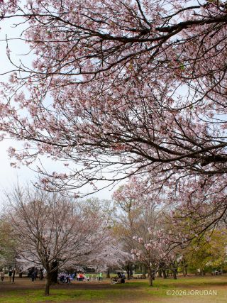 西園の桜も引き続き見頃です①