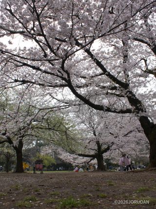 西園の桜も引き続き見頃です②