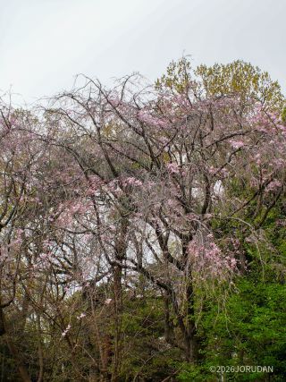 「八重紅枝垂」西園のベンチ上に咲いています
