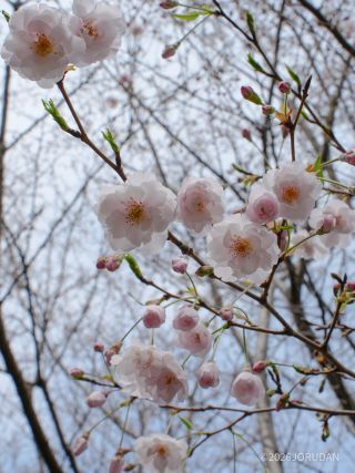 淡いピンク色がかわいらしい普賢象