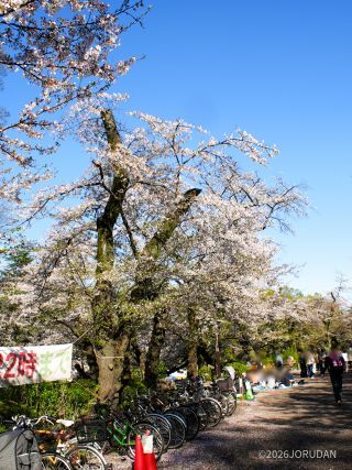 15時ごろの園内、シートを敷いたお花見を楽しむ方も多かったです