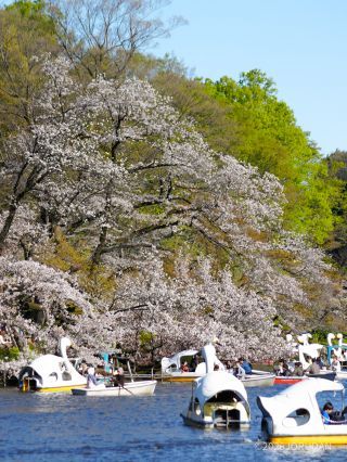 ボート池の中も大賑わい！