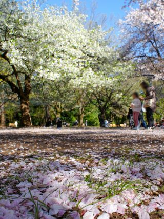 地面では桜の花がかけっこ中