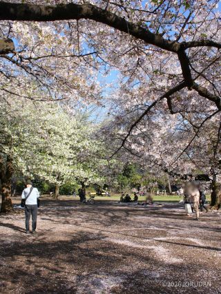 お花見はどうぞお早めに