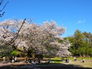 西園の様子 4月2日