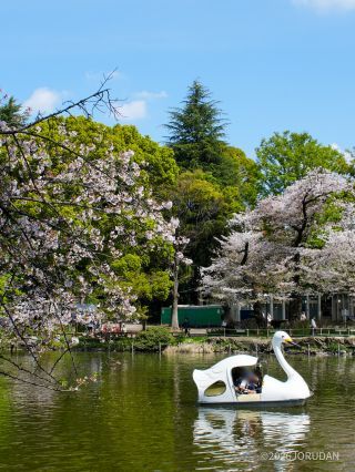 4月6日 ボート池の様子