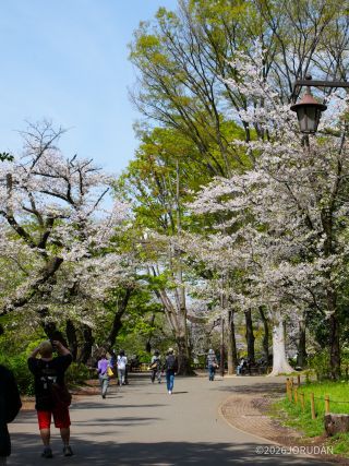 まだまだ桜が楽しめます①