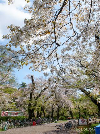まだまだ桜が楽しめます②