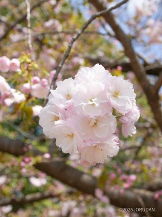 ブーケのような八重桜「一葉」