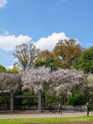 八重紅枝垂が満開です