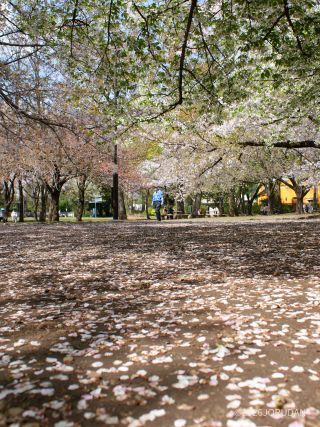 落花も激しいのでお花見はお早めに