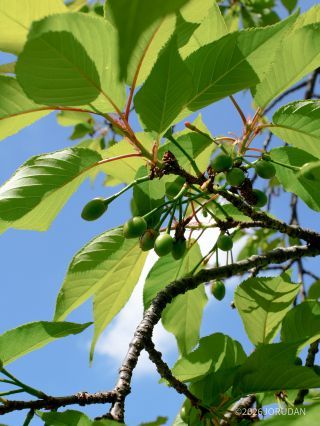 葉桜になったところからは実が生っています