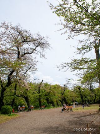 残っている桜はほんのわずか