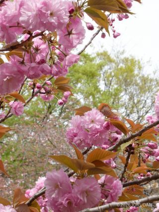 八重桜のお花見もオススメです①