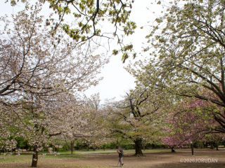 八重紅枝垂が満開です