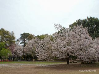 八重桜のお花見もオススメです