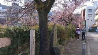 あたみ桜基準木、ほぼ満開！