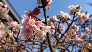 満開のあたみ桜