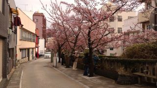 あたみ桜、満開！①