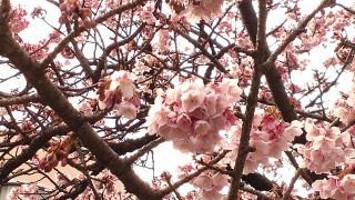 満開のあたみ桜 1月31日