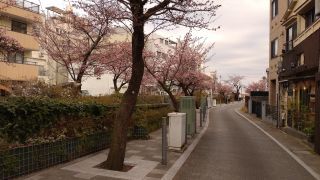 あたみ桜、満開！②