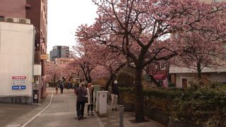 2月6日 あたみ桜、満開！①