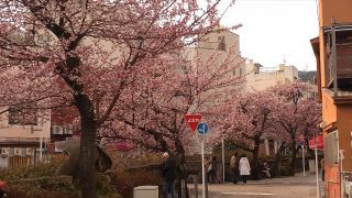 2月6日 あたみ桜、満開！②